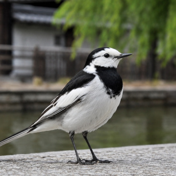 サヤカ
